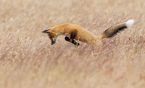 Young red fox hunting Games and Sports Print